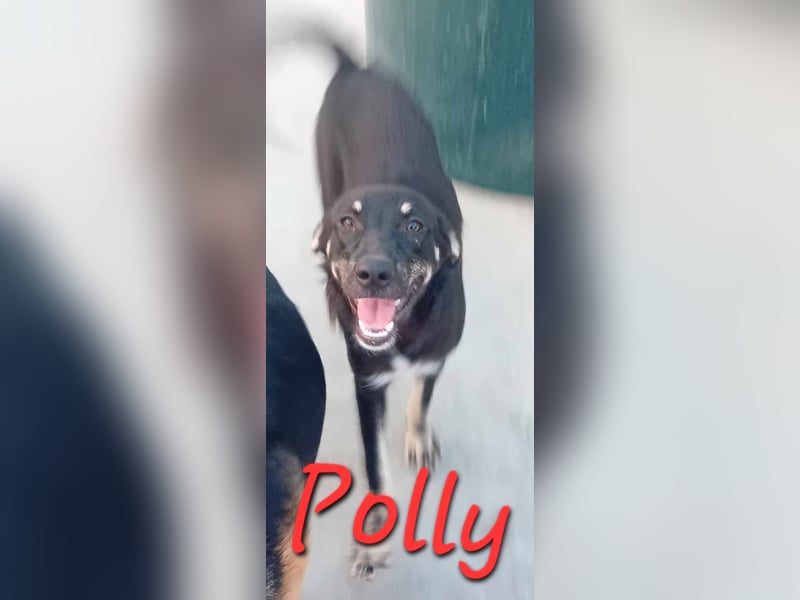 Unsere wunderbare POLLY