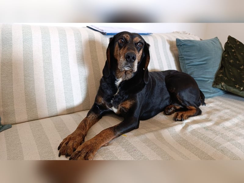 Tyra – pummeliges Seelchen der sanften Art -