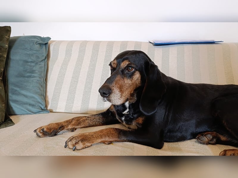 Tyra – pummeliges Seelchen der sanften Art -