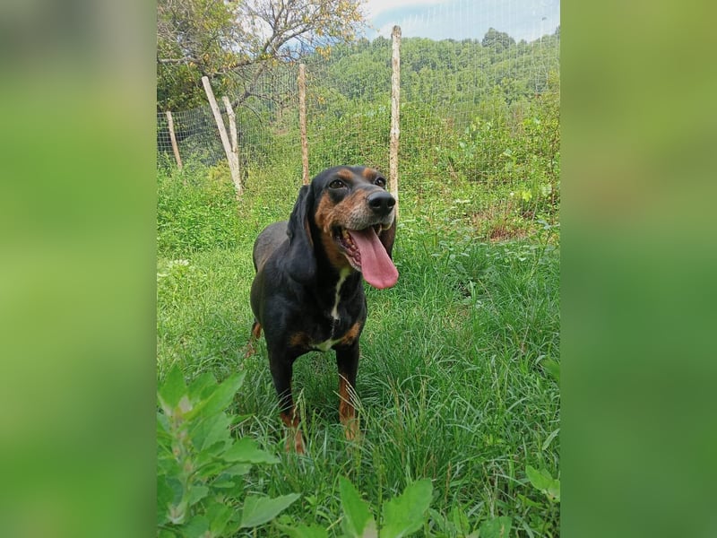 Tyra – pummeliges Seelchen der sanften Art -