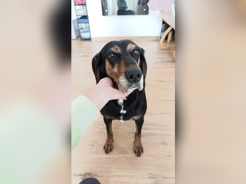 Tyra – pummeliges Seelchen der sanften Art -