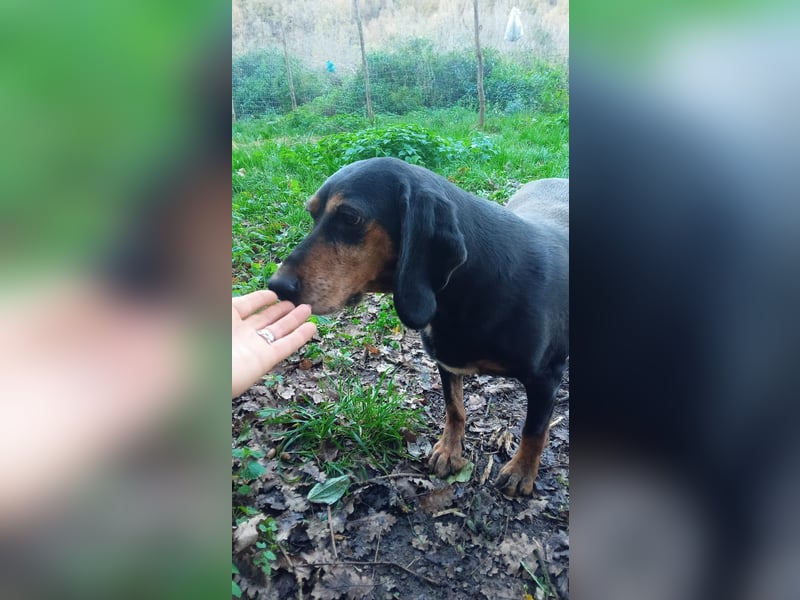 Tyra – pummeliges Seelchen der sanften Art -