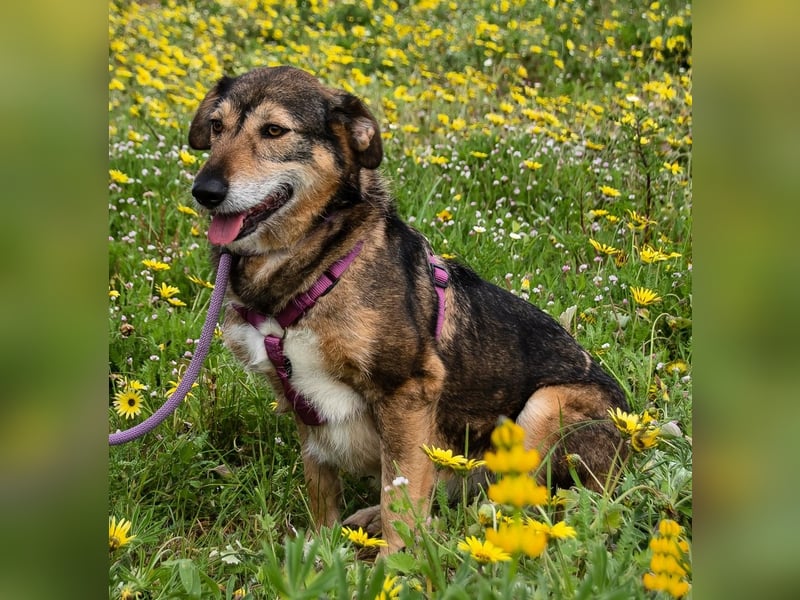 Emily – eine ängstliche Seele sucht nach Geborgenheit