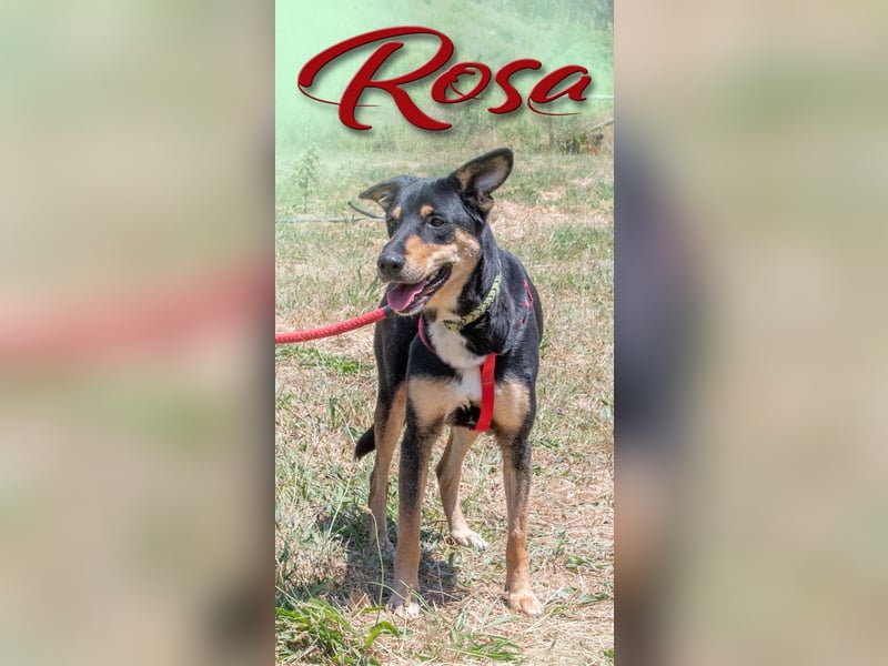 Rosa - ein toller Familienhund
