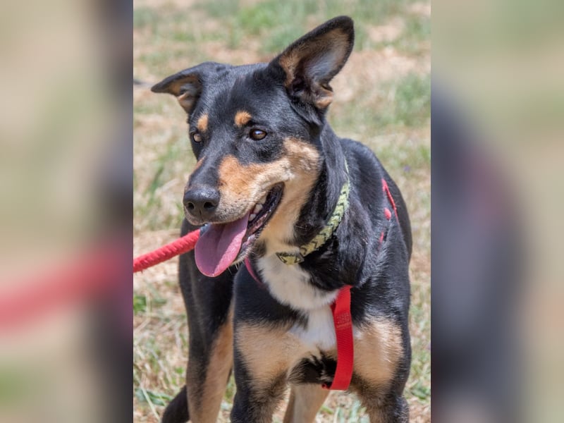 Rosa - ein toller Familienhund