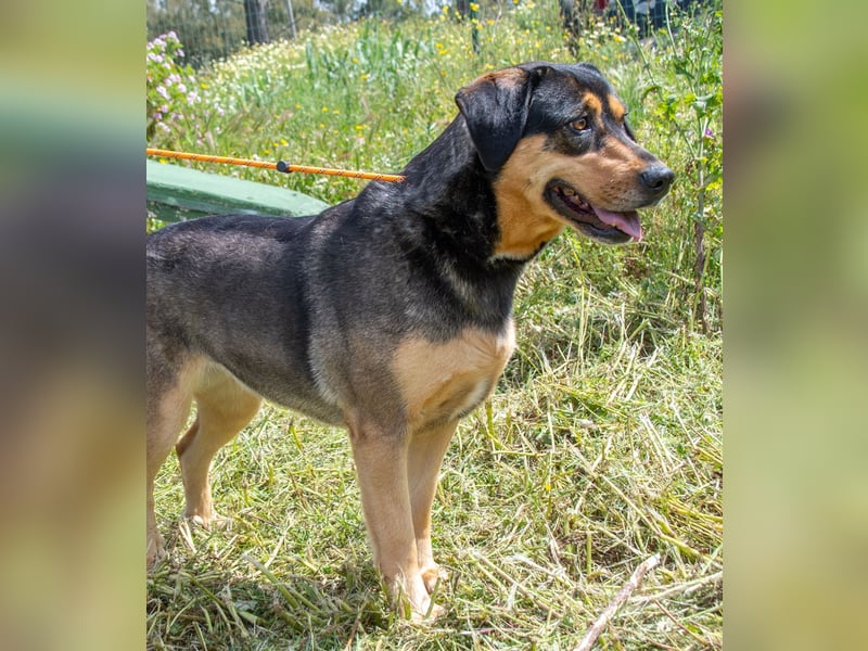Laica – ein toller Familienhund