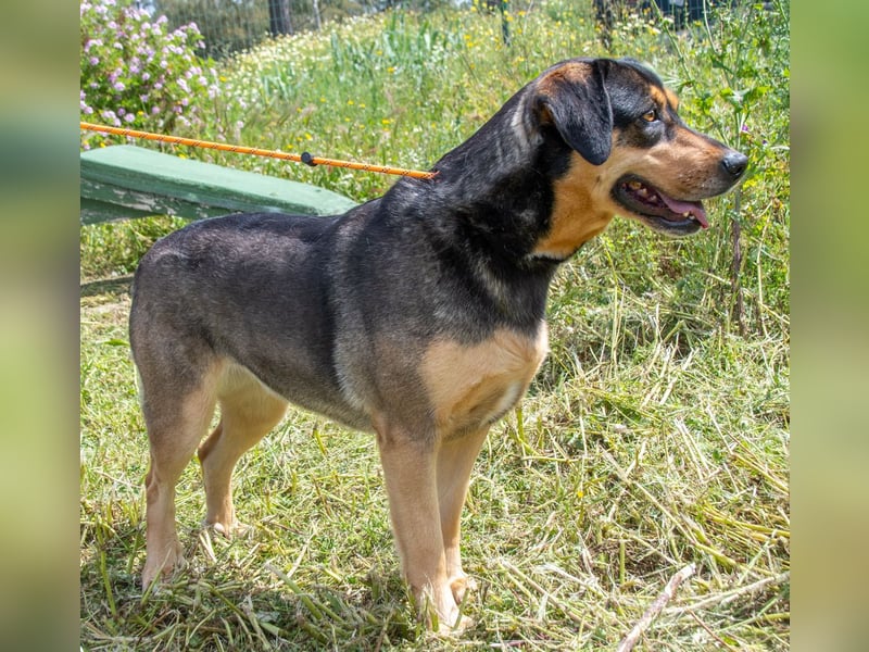 Laica – ein toller Familienhund
