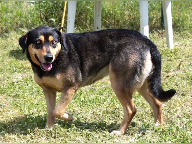 Laica – ein toller Familienhund