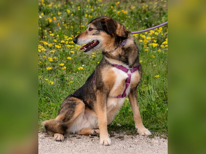 Emily – eine ängstliche Seele sucht nach Geborgenheit