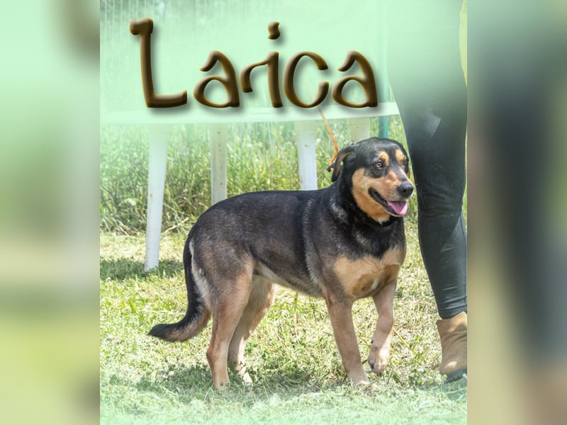 Laica – ein toller Familienhund