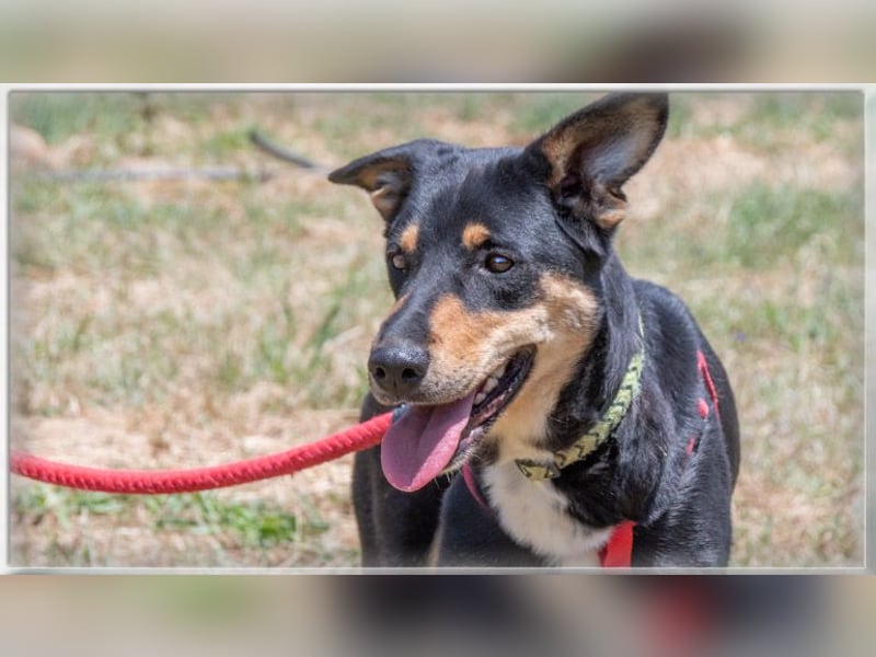 Rosa - ein toller Familienhund