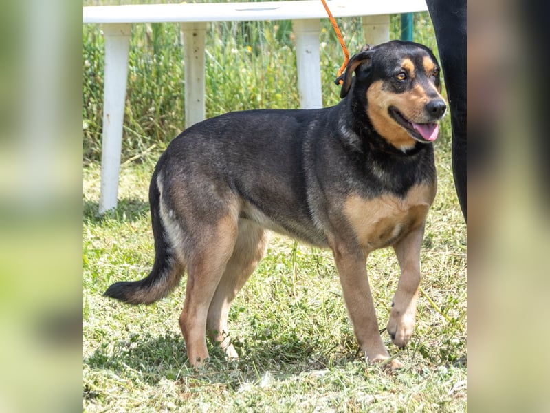 Laica – ein toller Familienhund