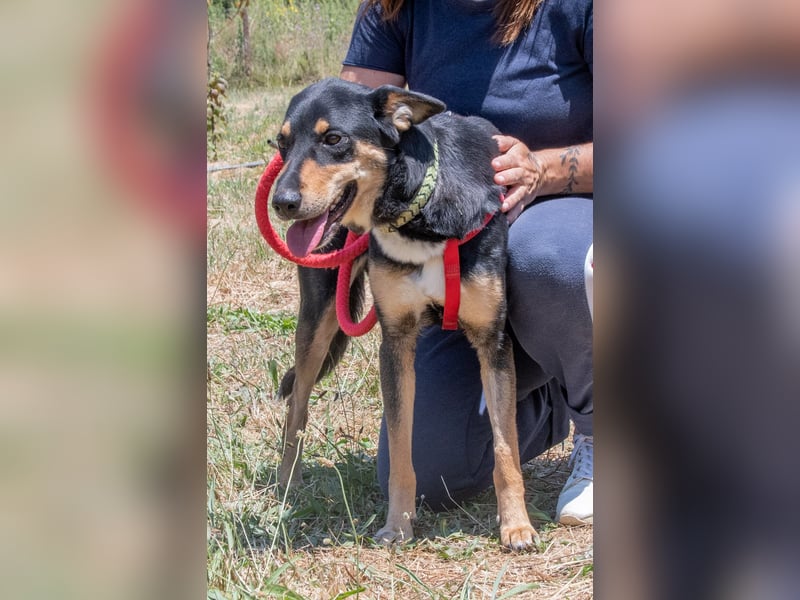 Rosa - ein toller Familienhund