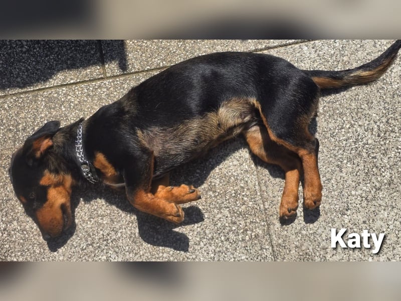 Katy kleines zauberhaftes Dackel Mädchen