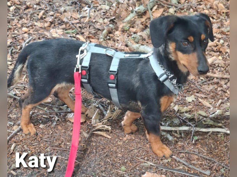 Katy kleines zauberhaftes Dackel Mädchen