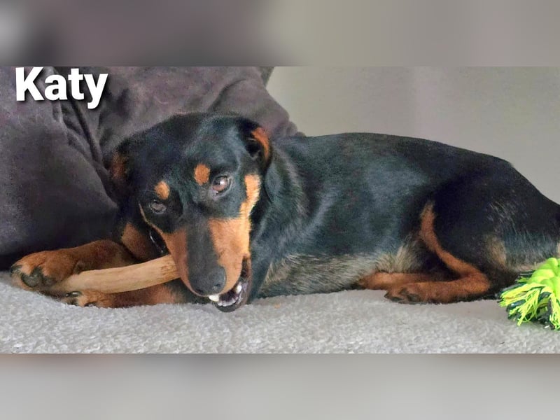 Katy kleines zauberhaftes Dackel Mädchen