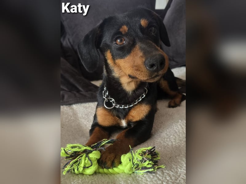 Katy kleines zauberhaftes Dackel Mädchen