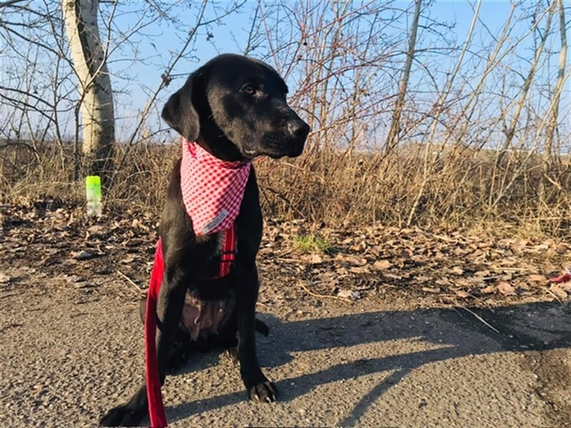 Nora, schwarze Schmusebacke, ca. 4 Jahre, ca. 18 kg