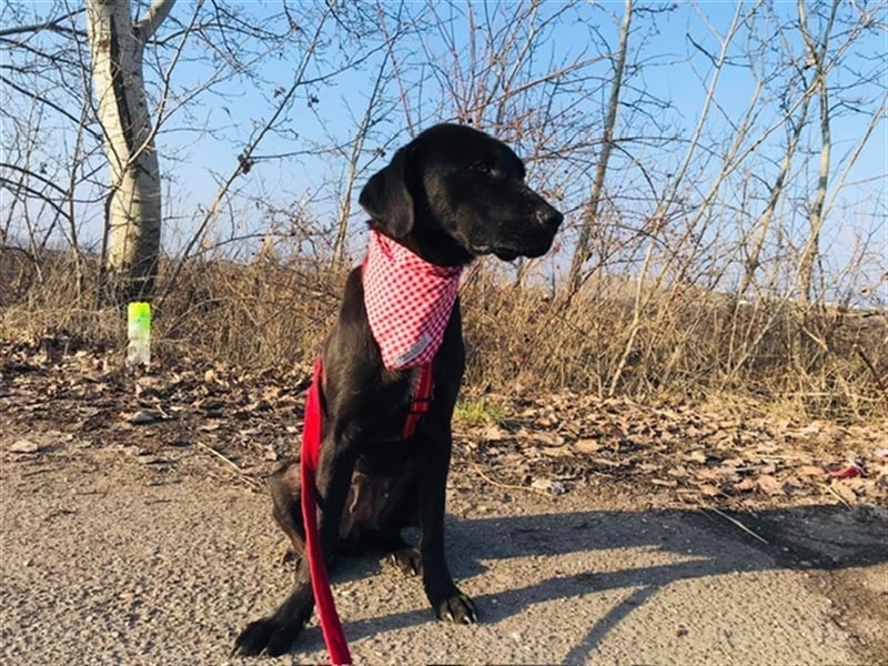 Nora, schwarze Schmusebacke, ca. 4 Jahre, ca. 18 kg