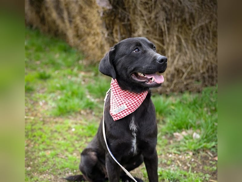 Nora, schwarze Schmusebacke, ca. 4 Jahre, ca. 18 kg