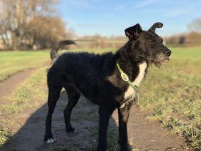Molly wartet in 53255 Bonn auf eine neue Familie