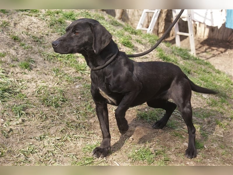 Kristina - Freundlicher Jagdhundmix sucht ein aktives Zuhause