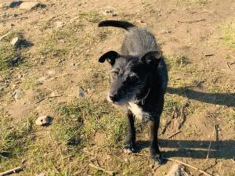 Molly wartet in 53255 Bonn auf eine neue Familie