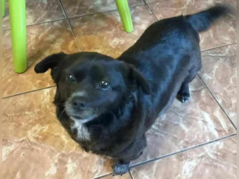 Daisy: Neu im Tierheim