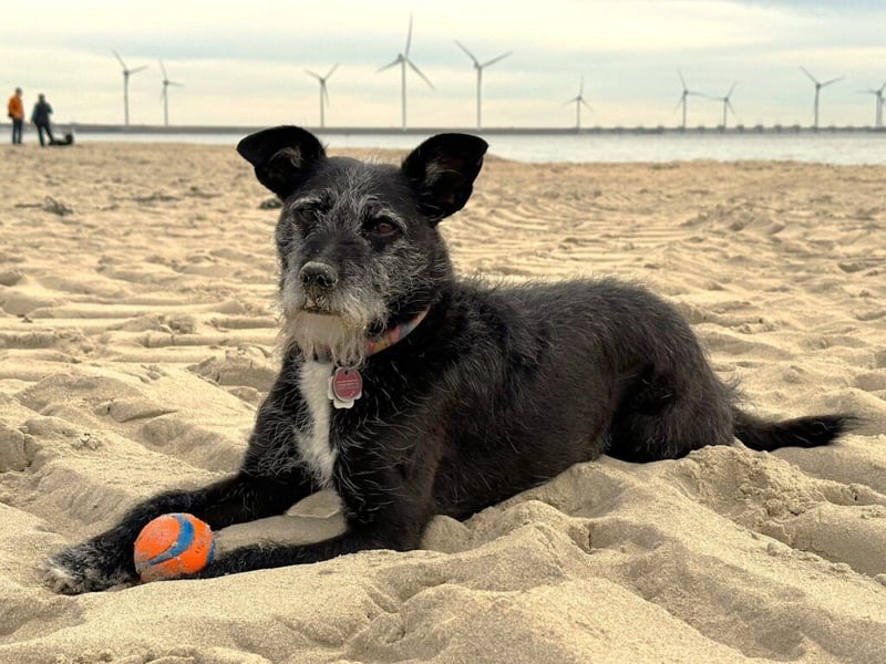 Molly wartet in 53255 Bonn auf eine neue Familie