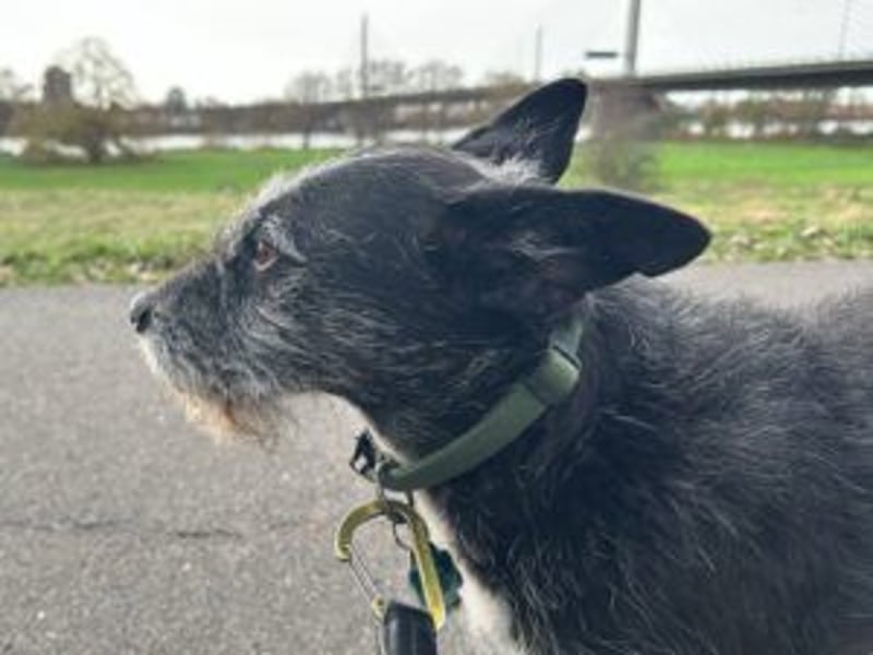 Molly wartet in 53255 Bonn auf eine neue Familie
