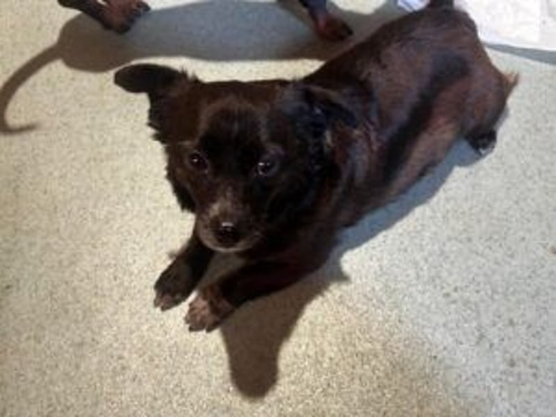 Daisy: Neu im Tierheim