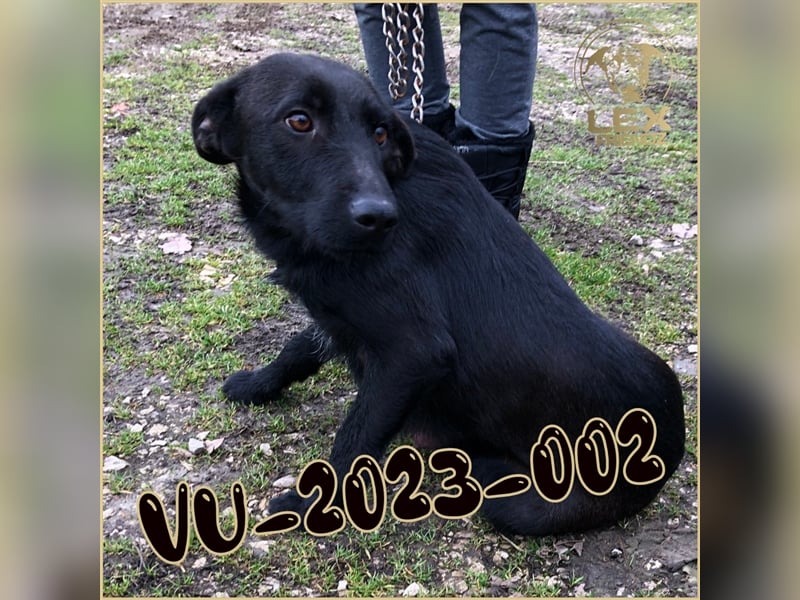 VU-2023-002 hofft auf Rettung