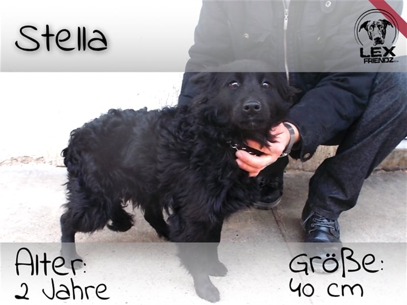 Stella - liebevolles zuhause gesucht