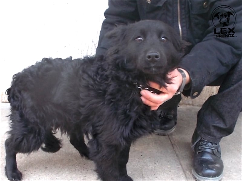 Stella - liebevolles zuhause gesucht