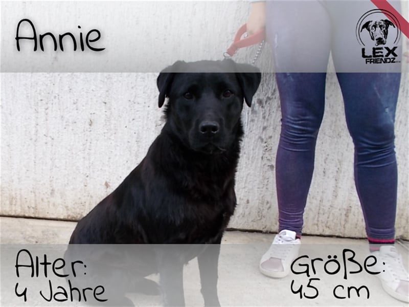 Annie - verschmuste, freundliche Hündin