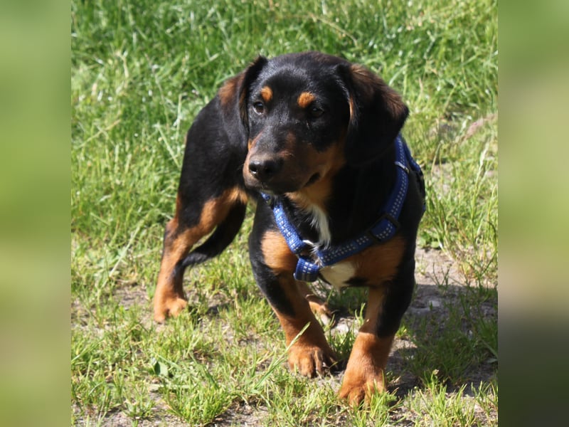 Amy - kleines kuschliges Körbchen gesucht