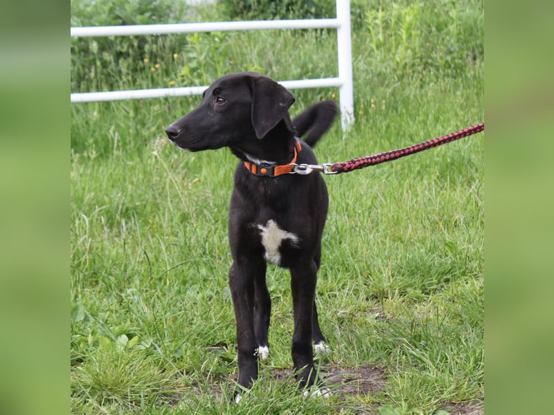 Polly Dot - Für-Immer-Familie gesucht