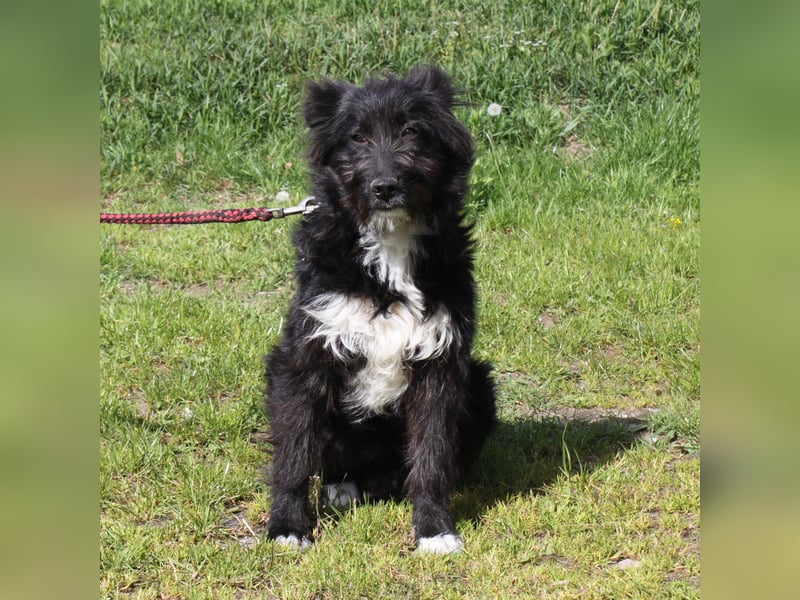 Blacky - Wuschel auf Familiensuche