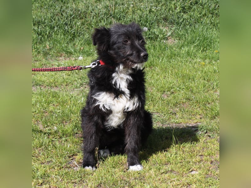 Blacky - Wuschel auf Familiensuche