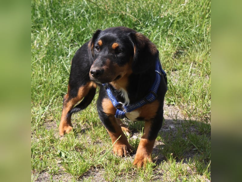 Amy - kleines kuschliges Körbchen gesucht
