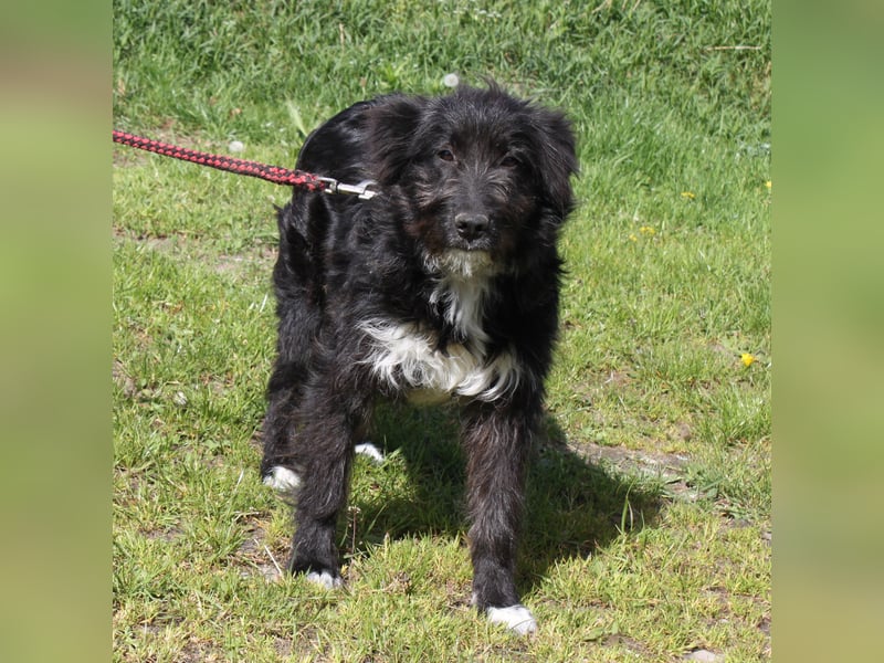 Blacky - Wuschel auf Familiensuche