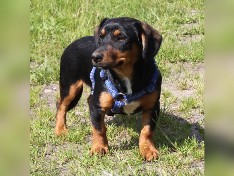 Amy - kleines kuschliges Körbchen gesucht