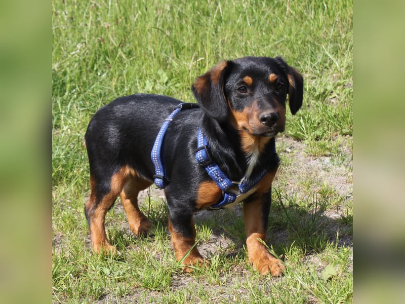 Amy - kleines kuschliges Körbchen gesucht