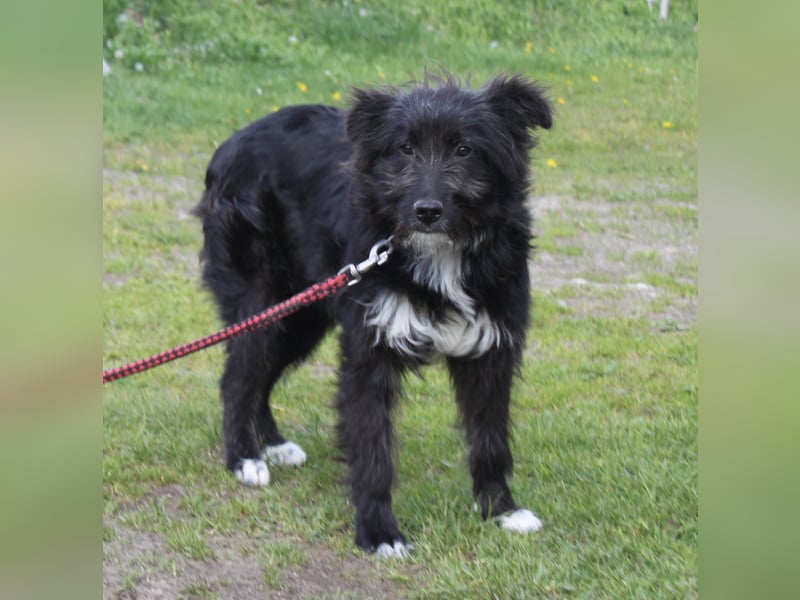 Blacky - Wuschel auf Familiensuche