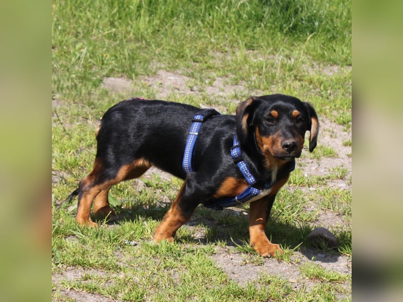 Amy - kleines kuschliges Körbchen gesucht