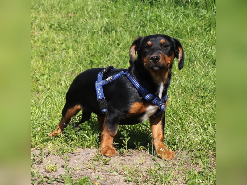 Amy - kleines kuschliges Körbchen gesucht