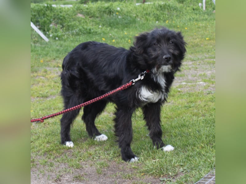 Blacky - Wuschel auf Familiensuche