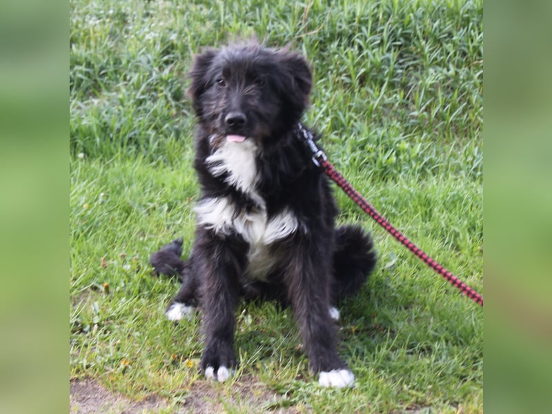 Blacky - Wuschel auf Familiensuche