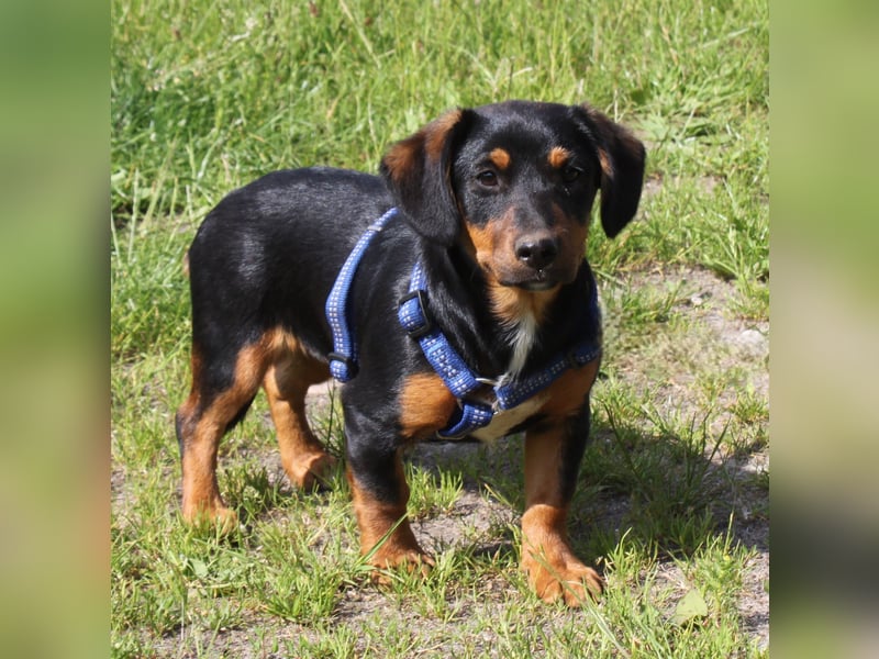 Amy - kleines kuschliges Körbchen gesucht