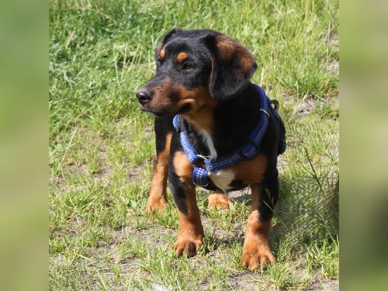 Amy - kleines kuschliges Körbchen gesucht
